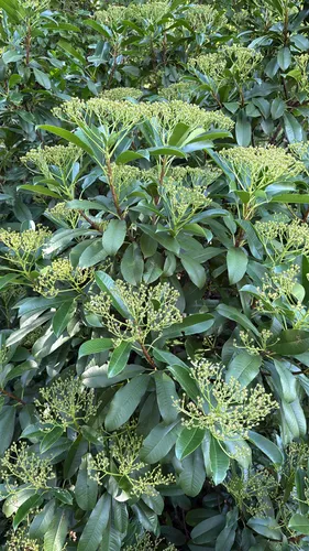 Taiwanese Photinia — photo by Rich M