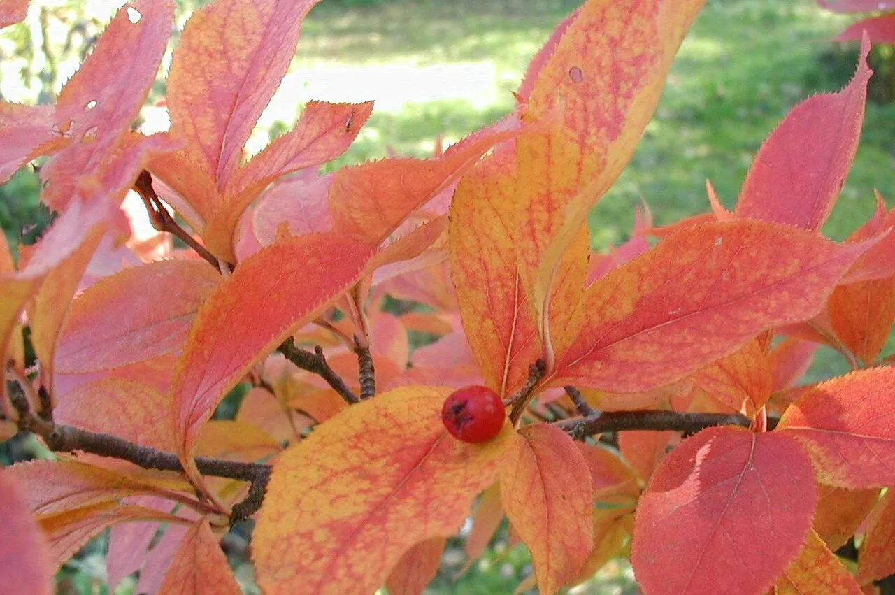 Oriental Photinia