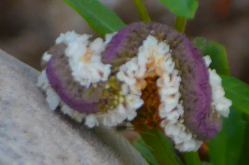Turkey Tangle Fogfruit