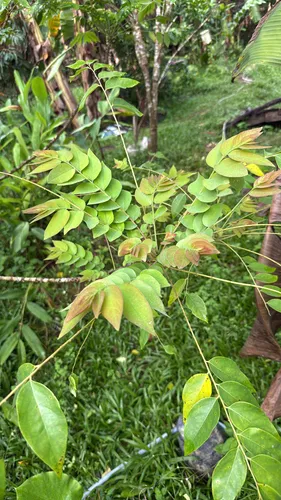 Tahitian Gooseberry Tree — photo by Spa12152Uraiphon