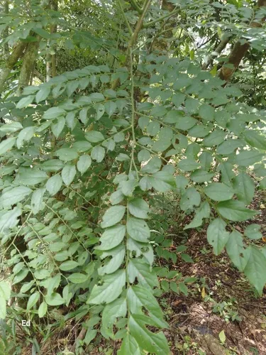 Jamaican Gooseberry Tree — photo by Edwin Verdugo
