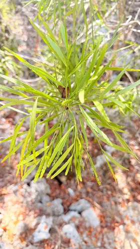 Foliage Flower — photo by jbrisson