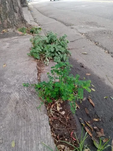 Carolina Leaf-flower