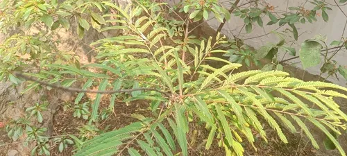 Emblic — photo by Anirudh Singh