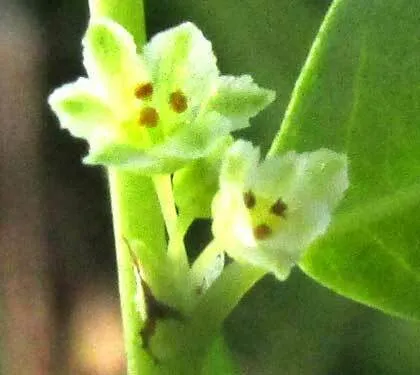 Florida Leaf-flower