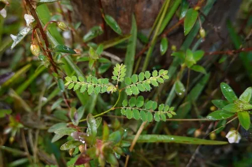 Stipulate Leaf-flower — photo by Nils Servientis - Bivouac Naturaliste
