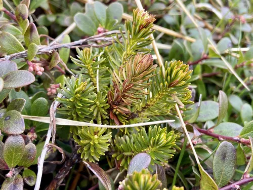 Aleutian Mountainheath