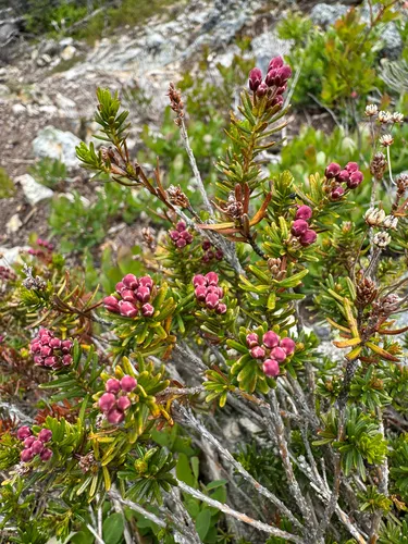 Pink Mountainheath