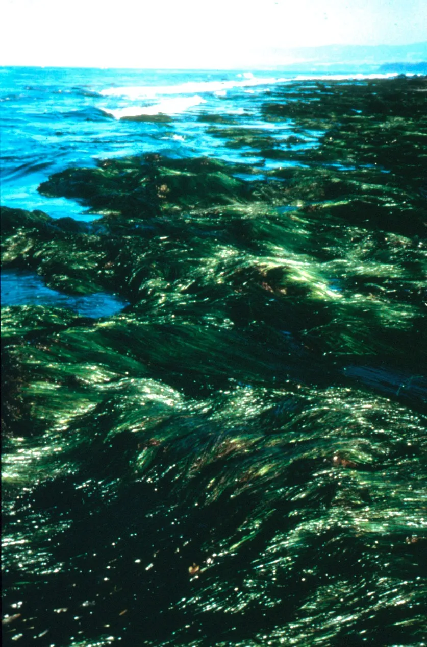 Scouler's Surfgrass