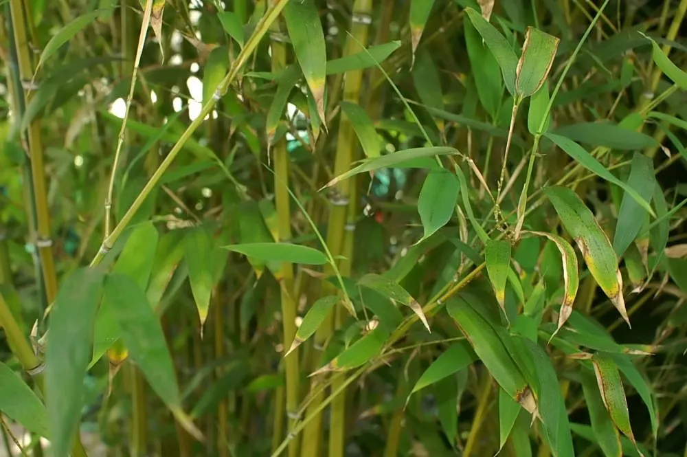 Sweetshoot Bamboo — photo by Photo by David J. Stang