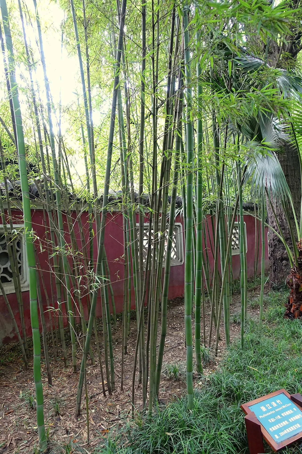 Meyer's Bamboo