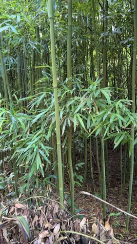 Black Bamboo