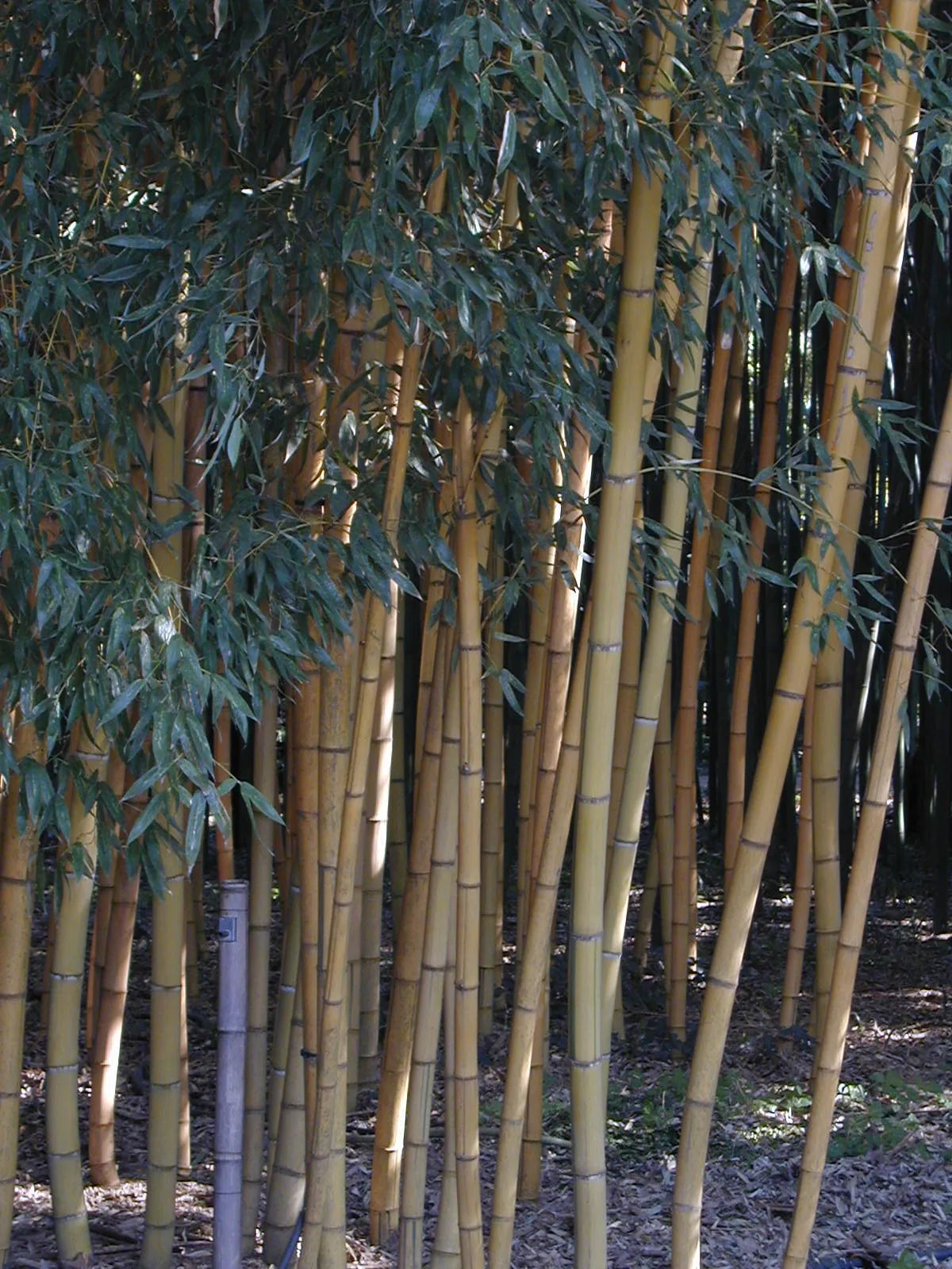 Sulphur Bamboo — photo by Wikimedia Commons
