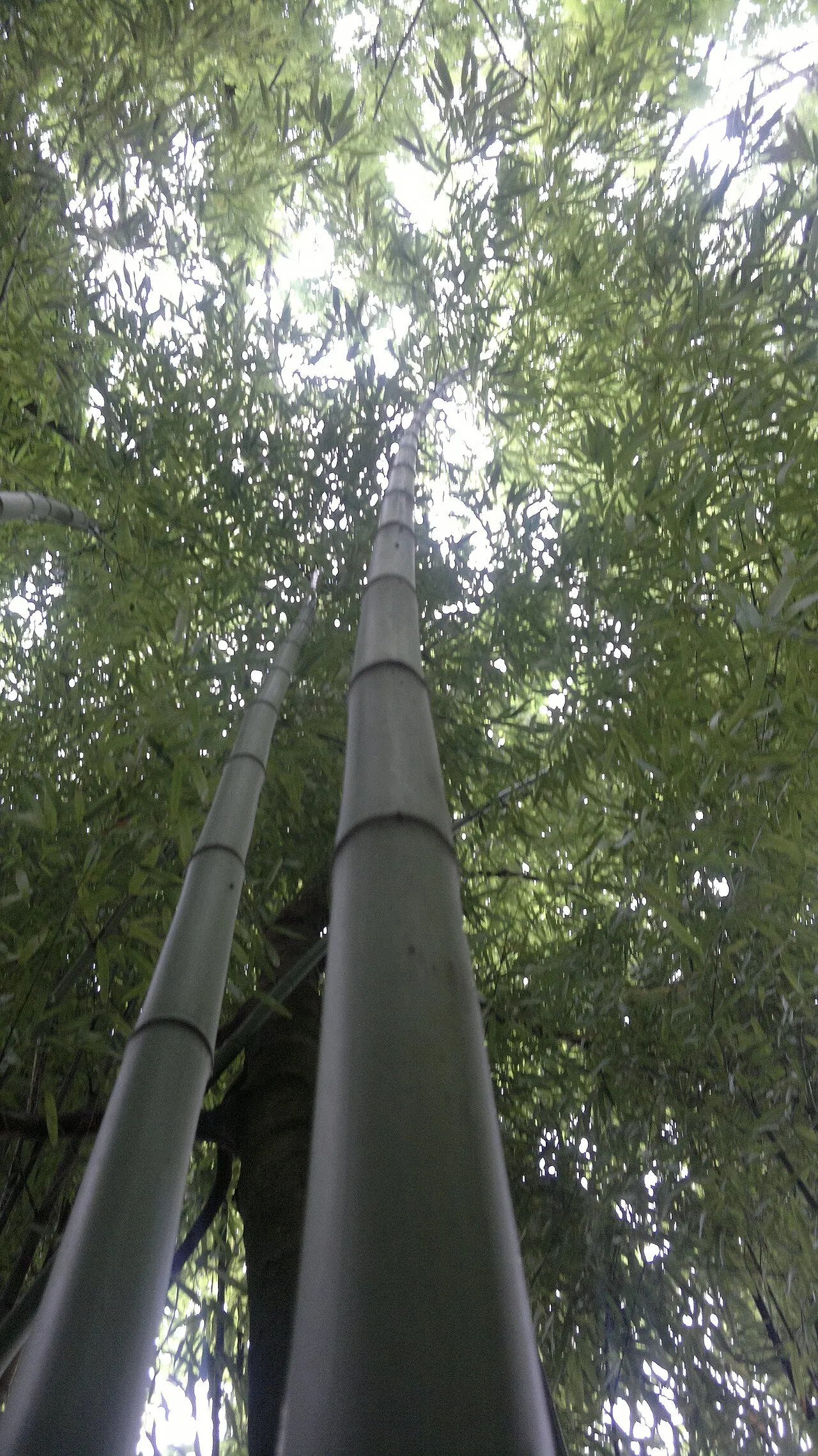 Greenwax Golden Bamboo