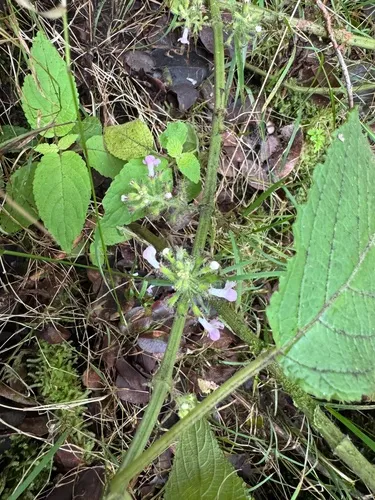 Hawai'i Phyllostegia