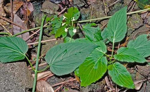 Ulihi Phyllostegia (var. glabra) — photo by Gerry Carr