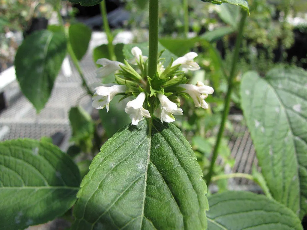 Lanai Phyllostegia — photo by Forest and Kim Starr