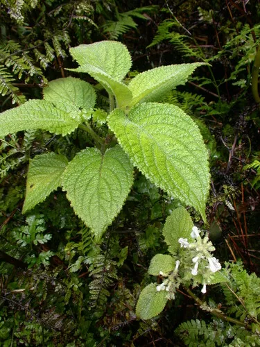Mt. Kahili Phyllostegia — photo by Kenneth R. Wood (NTBG)