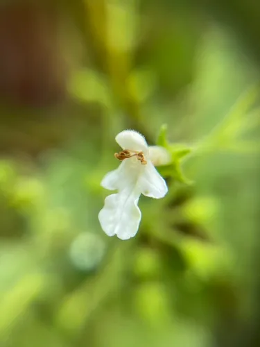 Fuzzystem Phyllostegia