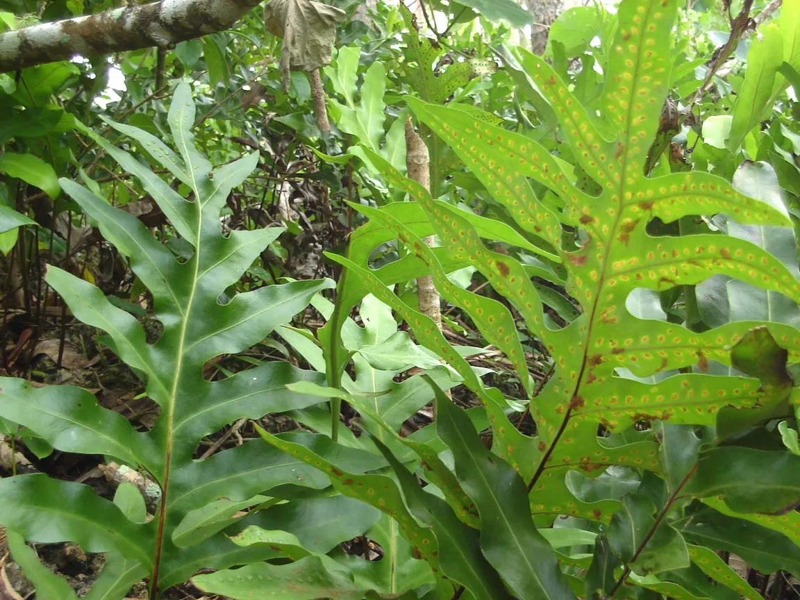 Monarch Fern
