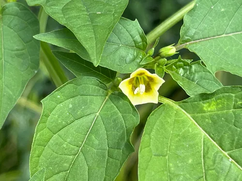 Cutleaf Groundcherry
