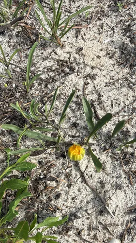 Coastal Groundcherry