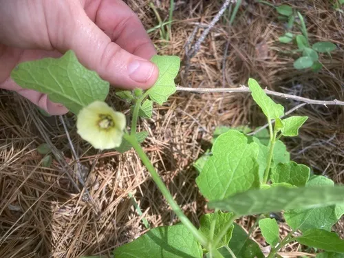 Cypresshead Groundcherry