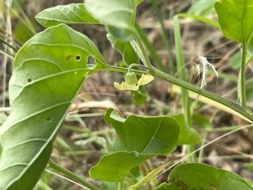 Smallflower Groundcherry — photo by plantperson7654