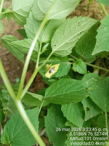 Heartleaf Groundcherry — photo by Donadis Peñas