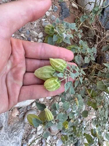 Yellow Nightshade Groundcherry (var. crassifolia) — photo by cole-lang
