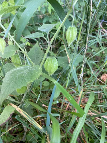 Clammy Groundcherry