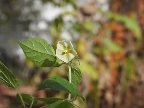 Missouri Groundcherry — photo by kbildner