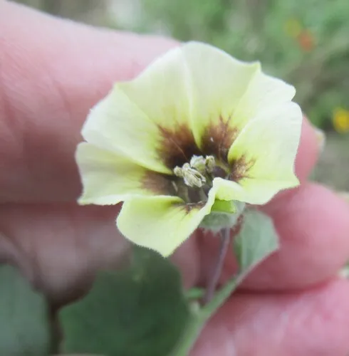 Field Groundcherry — photo by Linda Jo Conn