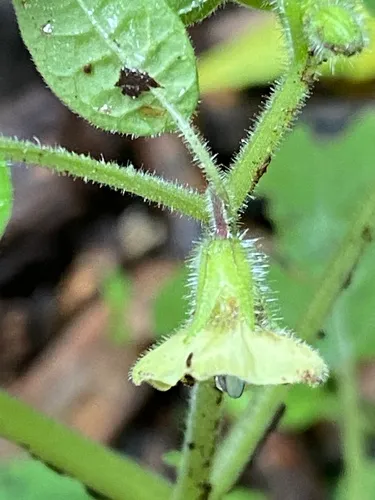 Husk Tomato