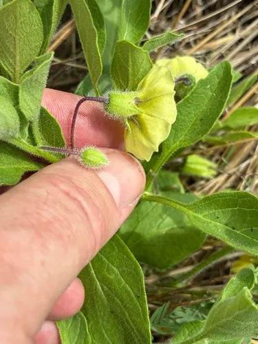 Dwarf Groundcherry — photo by Mitchell Watts