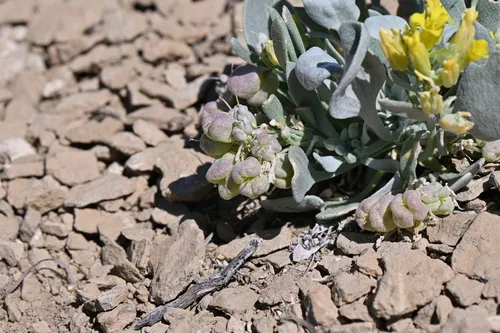 Sharpleaf Twinpod — photo by Matt Langemeier