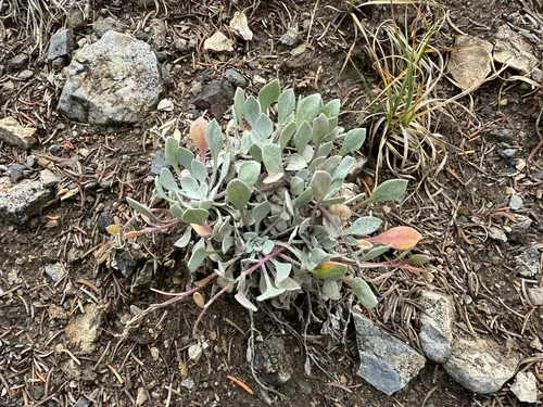 Avery Peak Twinpod