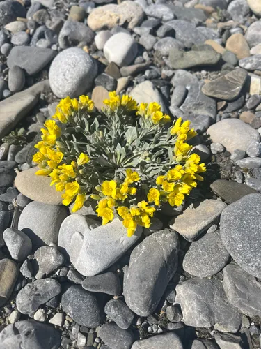 Common Twinpod