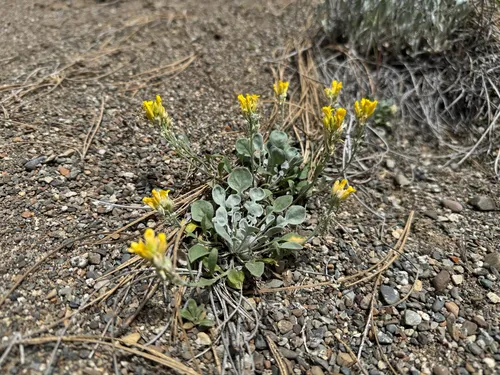 Geyer's Twinpod — photo by Elliot Robison