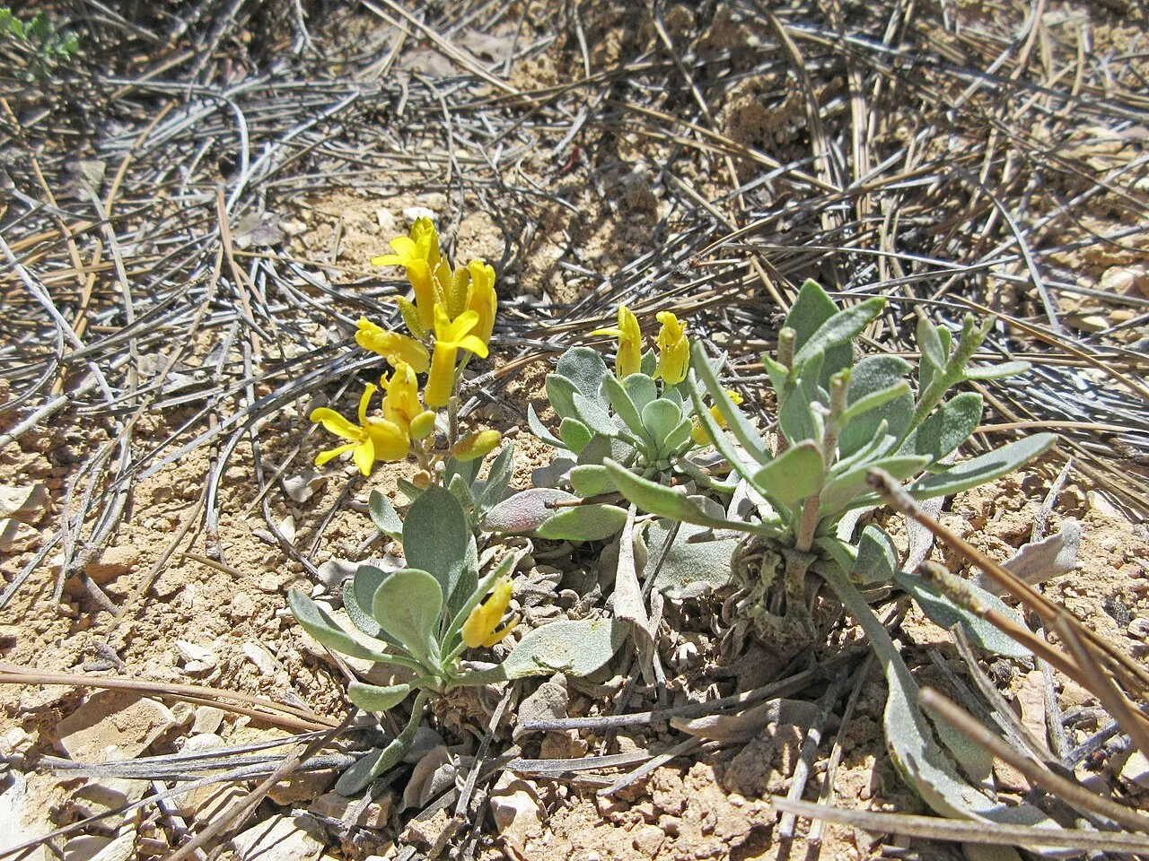 Kane County Twinpod (var. membranacea) — photo by Andrey Zharkikh from Salt Lake City, USA