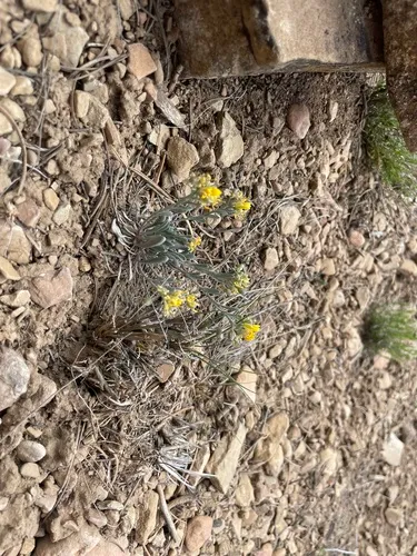 Straight Bladderpod — photo by desertbean13