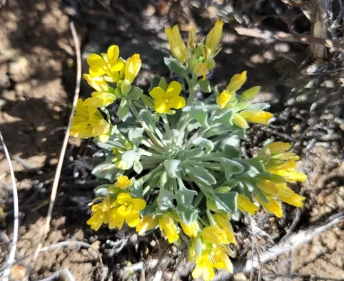Rollins' Twinpod — photo by Kimberlee Allyn Douglass