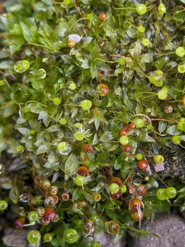 Physcomitrium Moss — photo by ipami