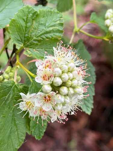 Pacific Ninebark