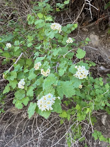 Mallow Ninebark