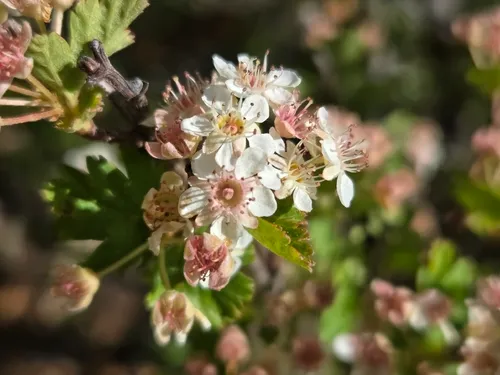 Mountain Ninebark