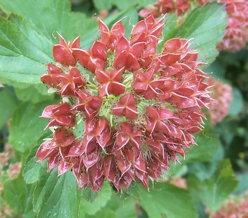 Ninebark