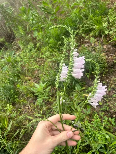 Narrowleaf False Dragonhead
