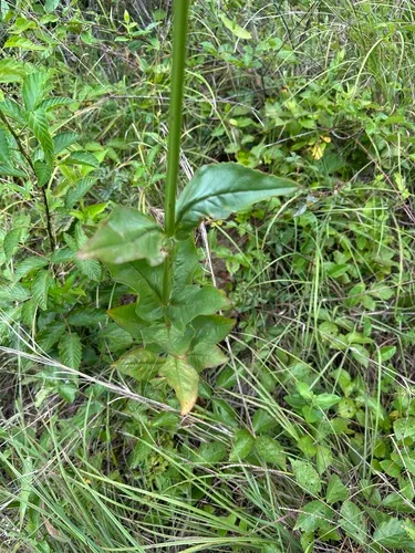 Finger False Dragonhead