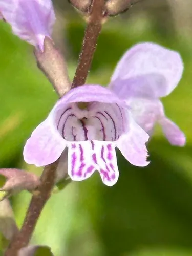 Godfrey's False Dragonhead